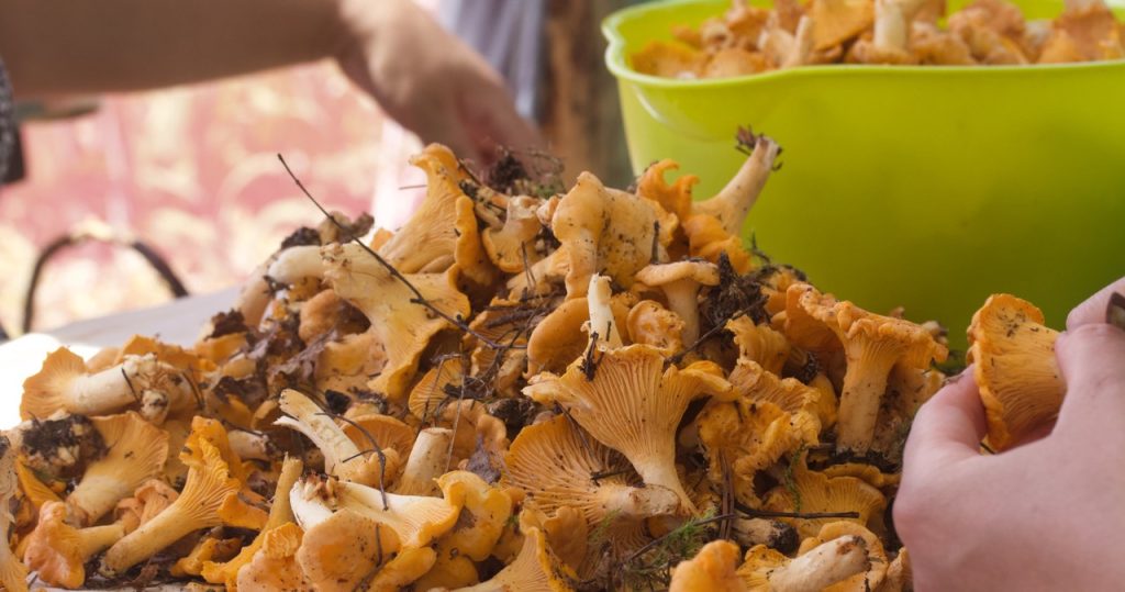 Možete zamrznuti chanterelles. Ali zapamtite da će se oni različito raspasti