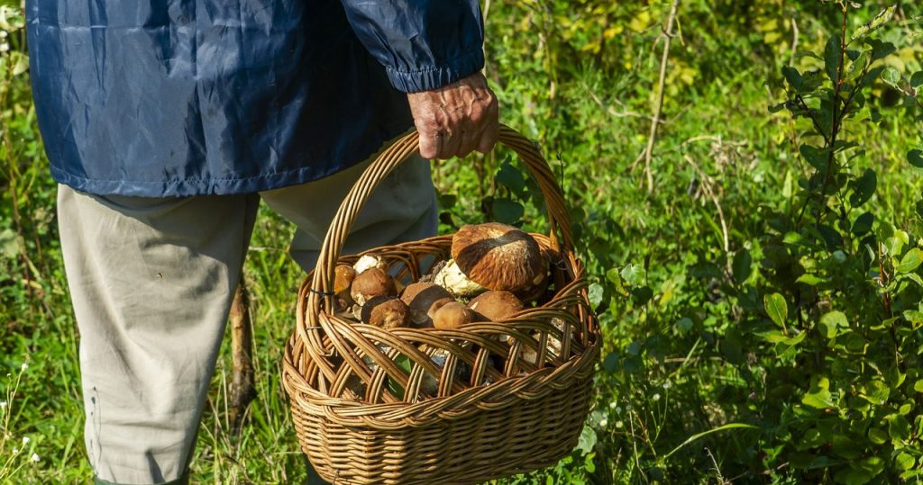 Gdje gljive u świętokrzyskie? Brajitelji gljiva izlaze iz ove šume s punim košarama
