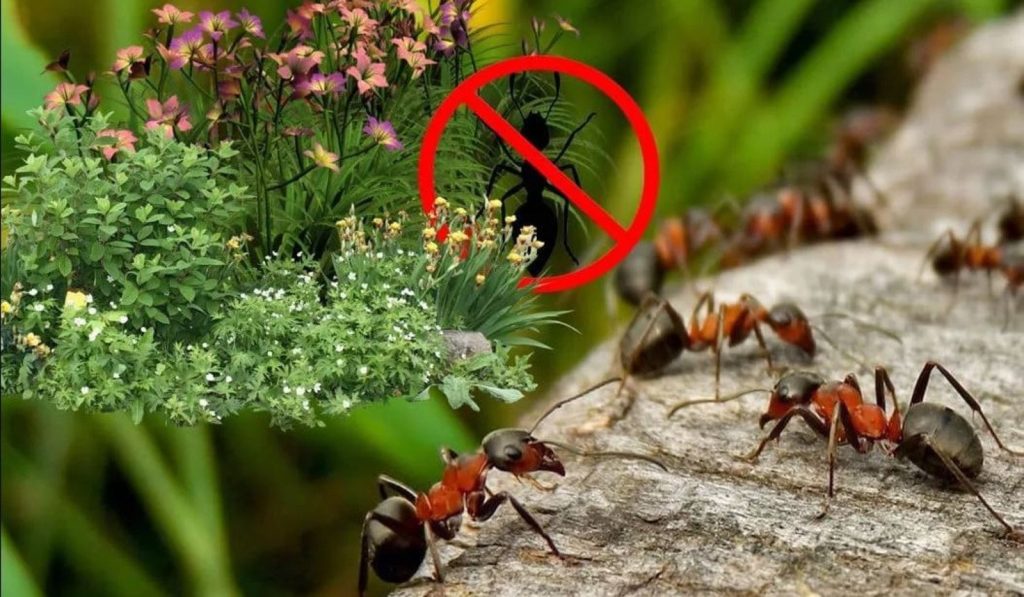 Izlijte ga oko Anthill -a. Mravi nestaju iz vrta jednom zauvijek!
