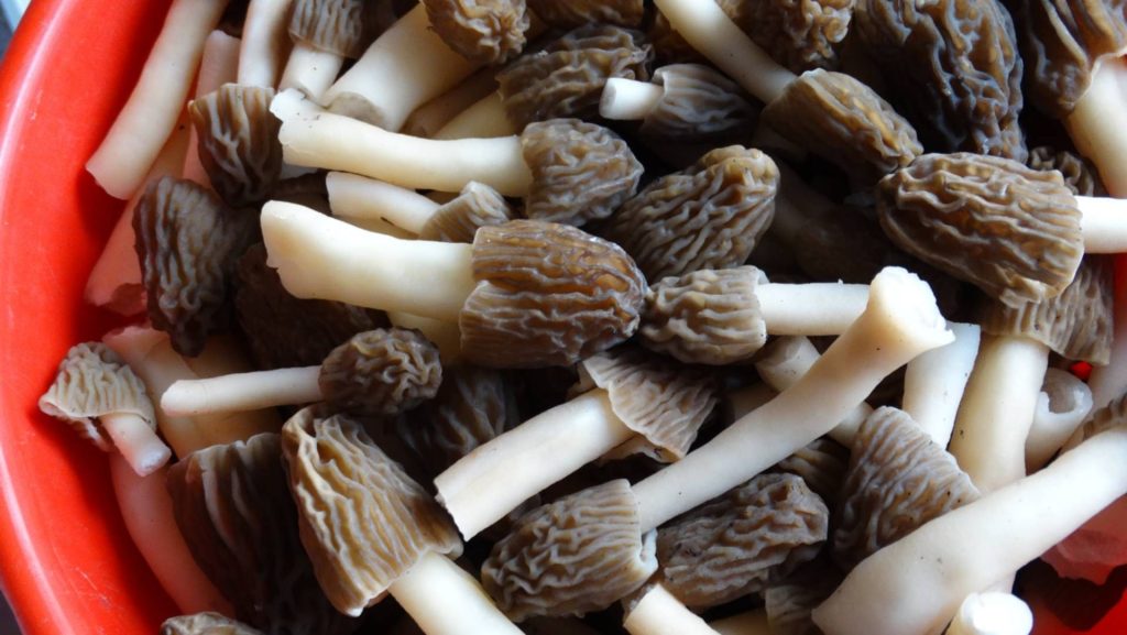 Mariniramo smrad: hrskava delicija za zimu priprema se u svibnju – gosti ne znaju što jedu tako dobro