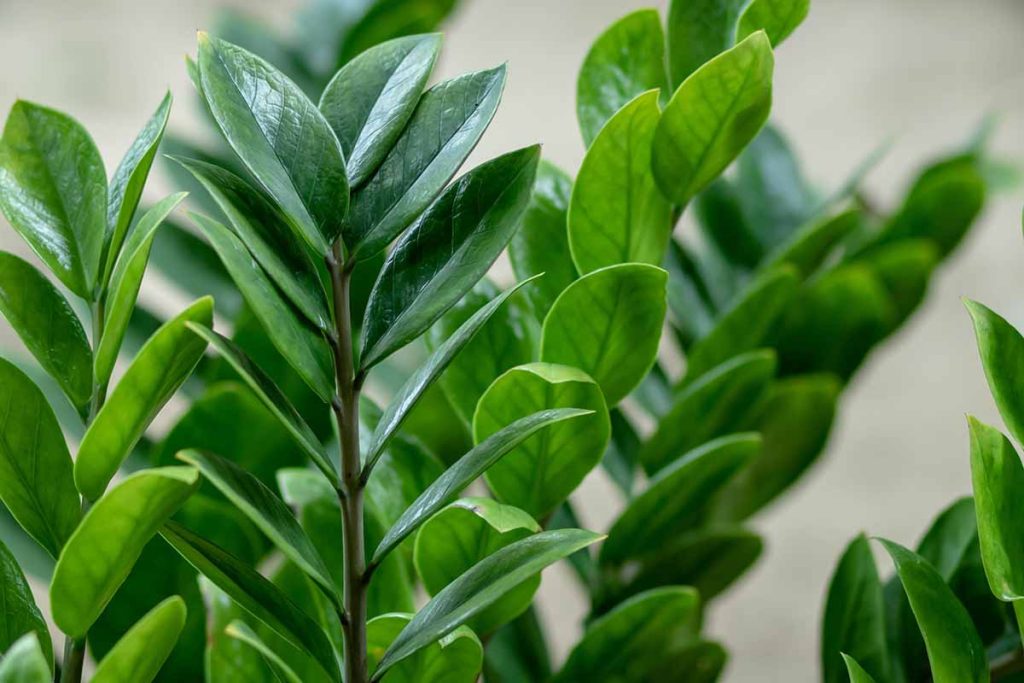 Zamioculcas će biti svježe zeleni i puno novih lišća. Sve što trebate je ljekarnički proizvod.