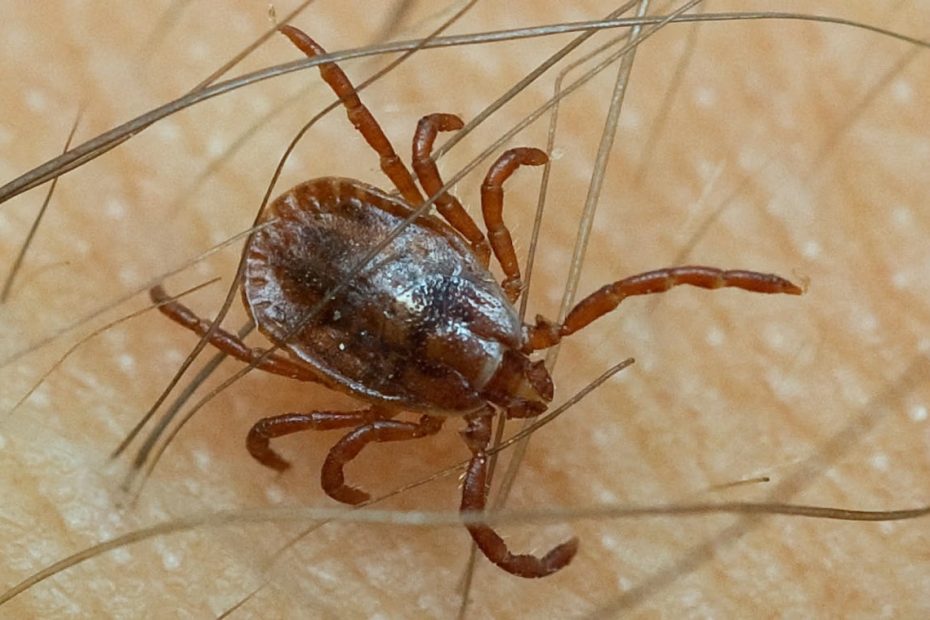 Krpelji bježe od svog mirisa. Znanstvenici potvrđuju: djeluje deset puta bolje od kemikalija