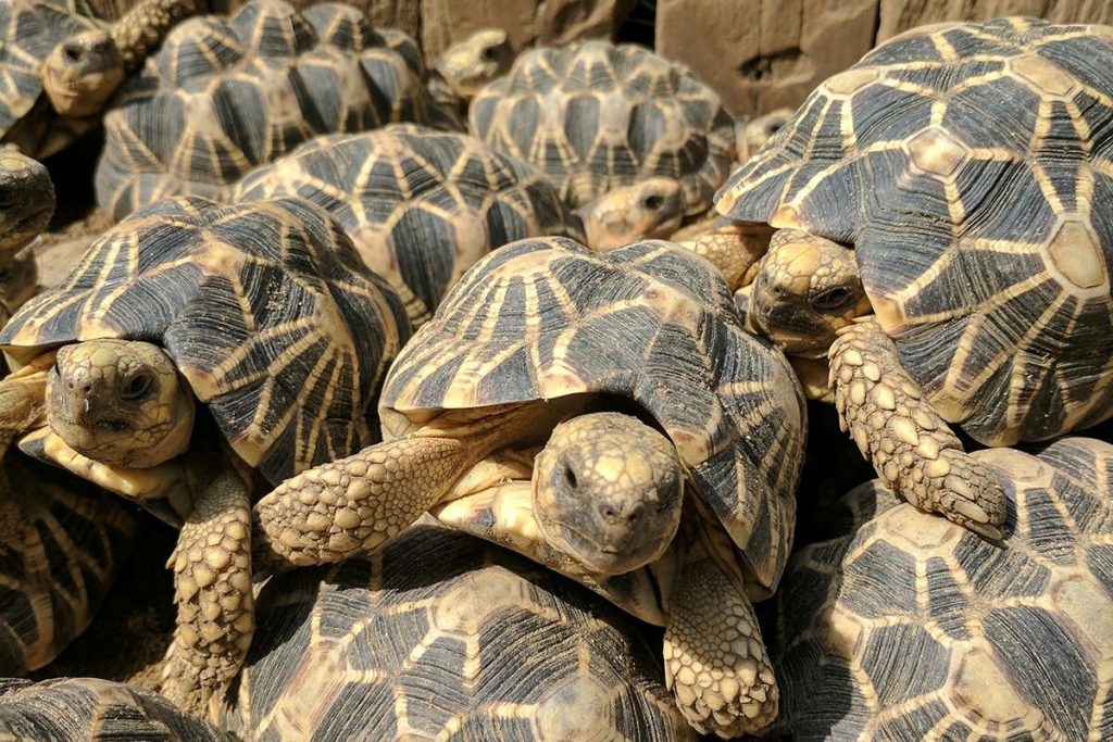 Zašto proces skaliranja u kornjačama je u suprotnosti s dobro poznatim činjenicama evolucijske biologije