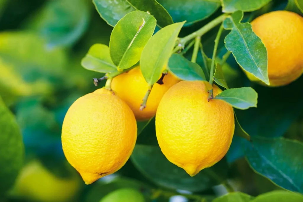 Znanstvenici su odredili najzdravije voće - to nije jabuka ili banana i tri puta je zdravija od citrusnih plodova