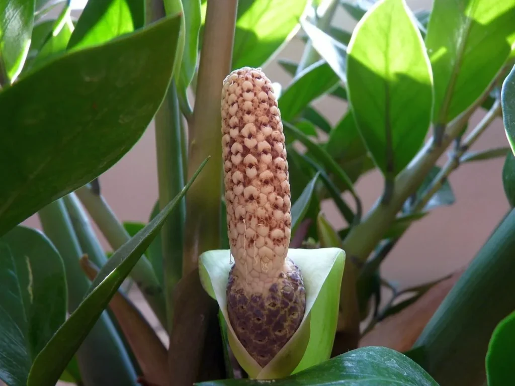 Zamioculcas će biti svježe zeleni i puno novih lišća. Sve što trebate je ljekarnički proizvod.