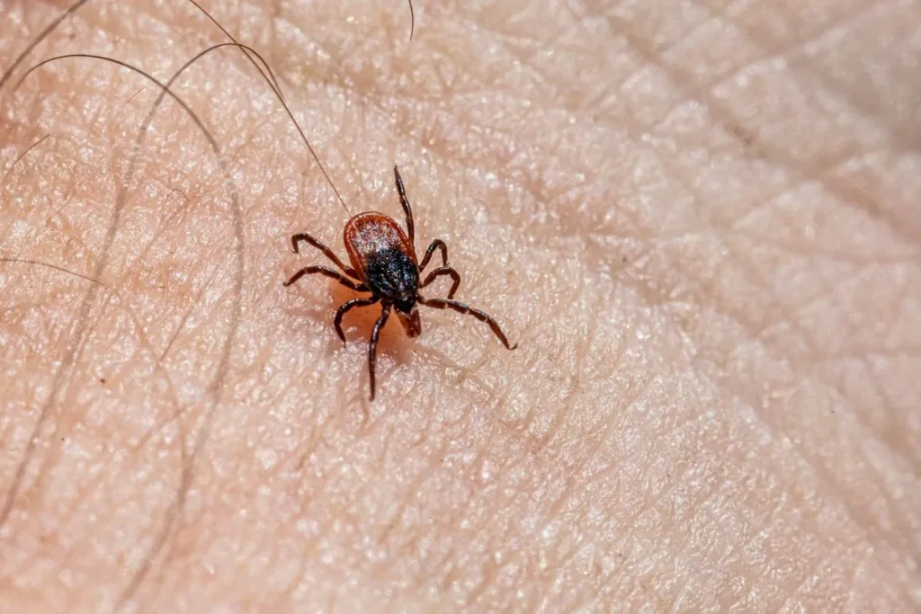 Krpelji bježe od svog mirisa. Znanstvenici potvrđuju: djeluje deset puta bolje od kemikalija