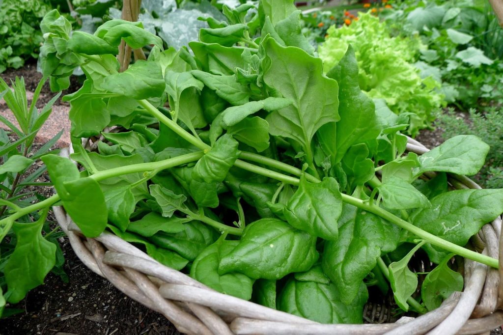 Rijetko ga jedemo. Promiče srce i sadrži manje oksalata od biljnog špinata.