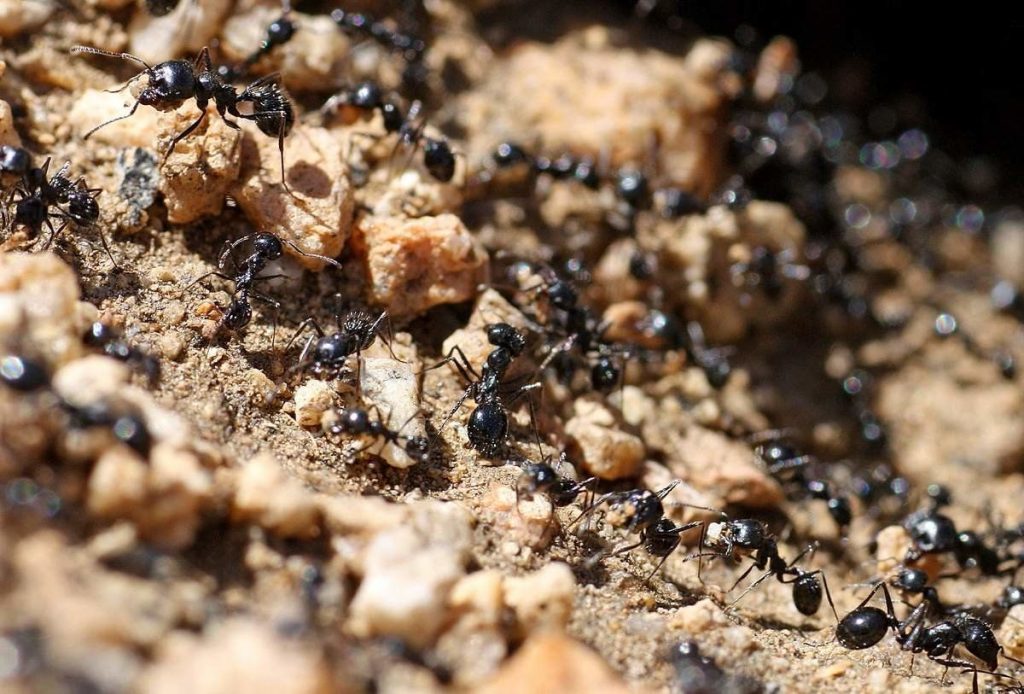 Izlijte ga oko Anthill -a. Mravi nestaju iz vrta jednom zauvijek!