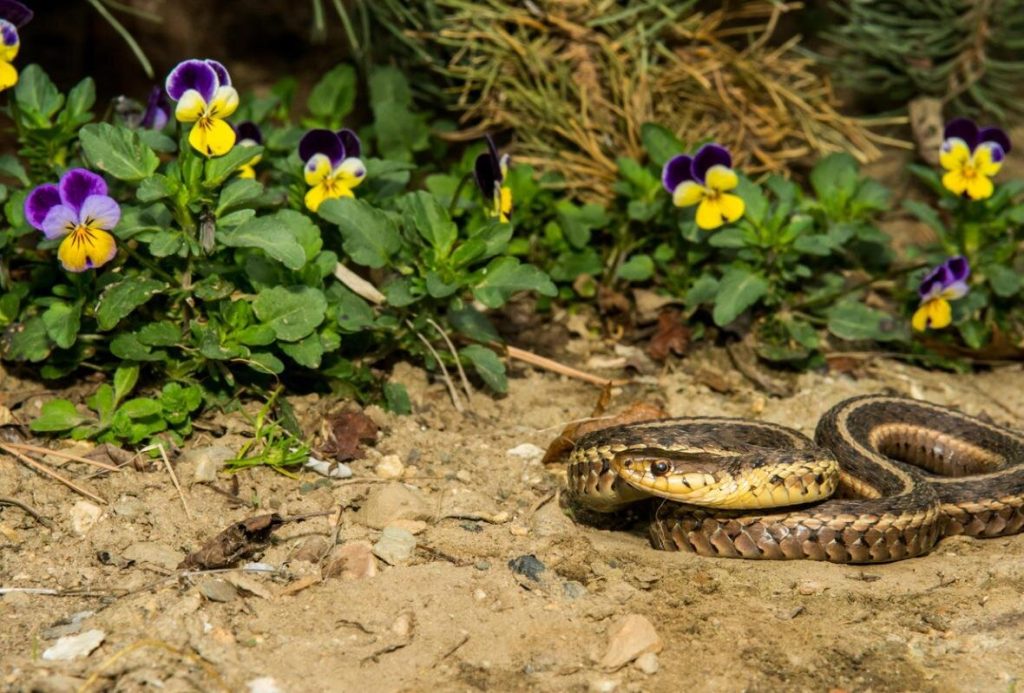 Ako imate takvu jamu u dvorištu, radije trčite: to znači da je unutra zmija.