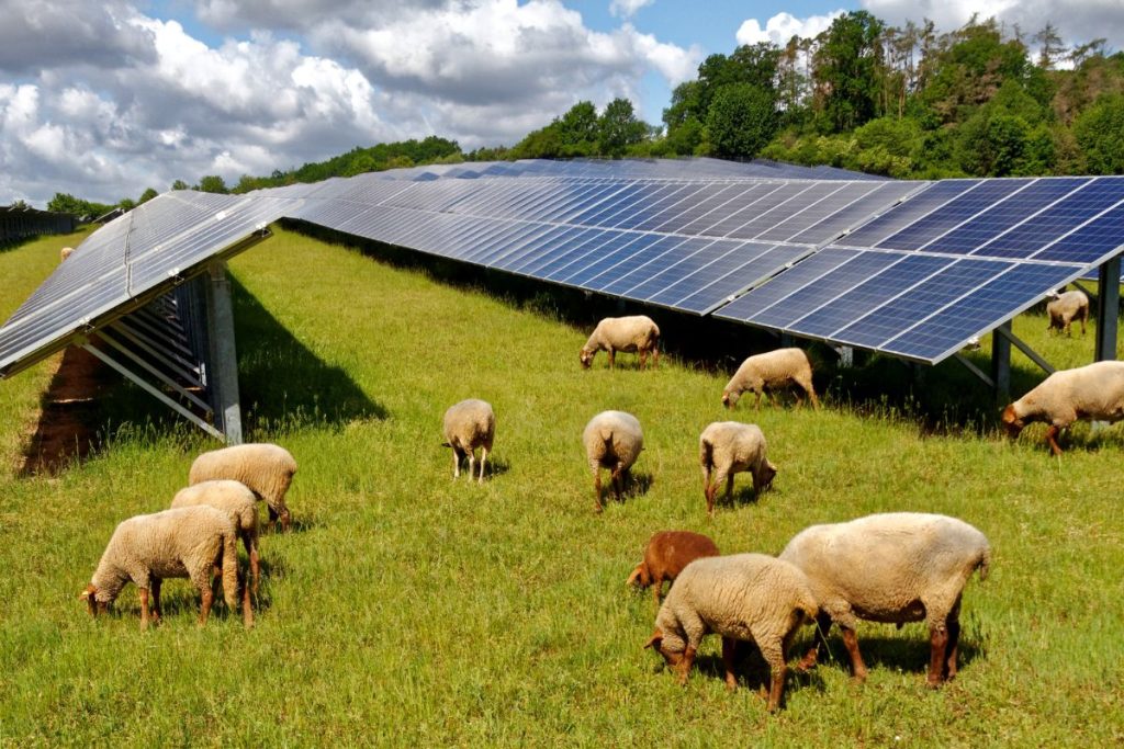 1.700 ovaca postavljeno je između solarnih ploča, a znanstvenici su puzali očima ispred neočekivanog ponašanja životinja
