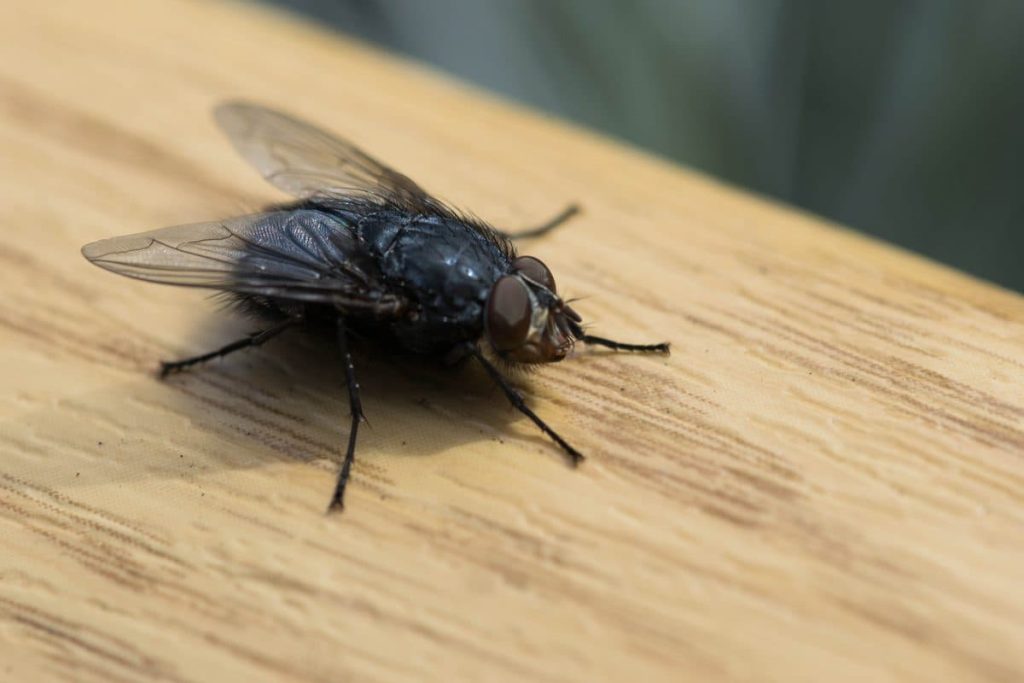 Muhe izbjegavaju moju kuću - jednostavan i jeftin način