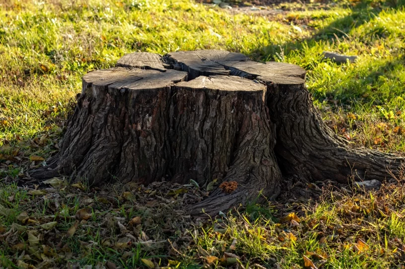 Uzmite ga iz kuhinje i posipajte ga po panj. Uklonite ga bez da morate nazvati bagera.