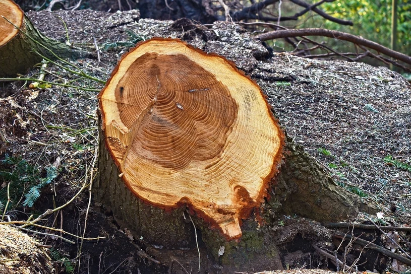 Uzmite ga iz kuhinje i posipajte ga po panj. Uklonite ga bez da morate nazvati bagera.