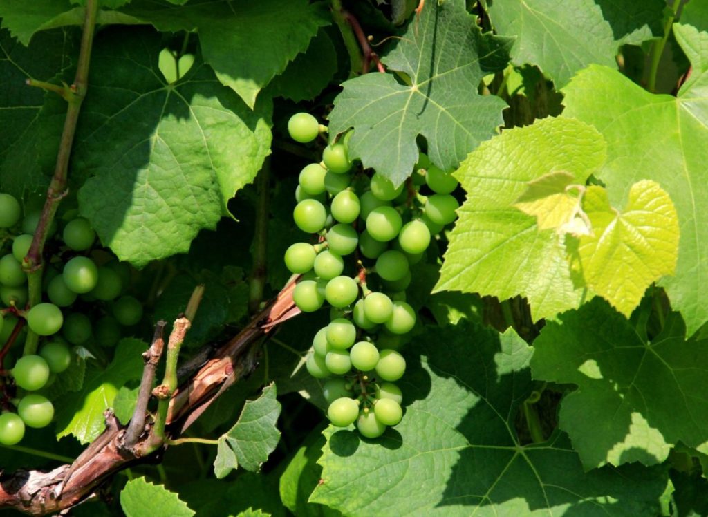 Ljetno obrezivanje vinove loze. Oživljavat ćete grm i podržati plodnost.