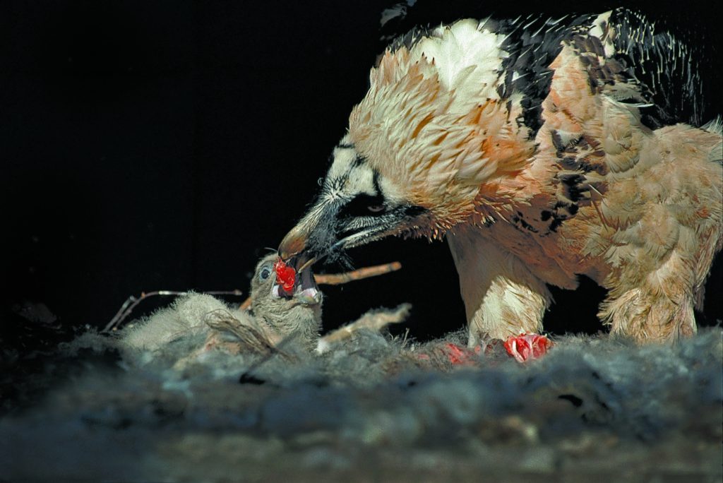 Senzacionalni događaj u španjolskoj zoologiji: Nakon 100 godina rođeno je dijete ove zaštićene životinje.