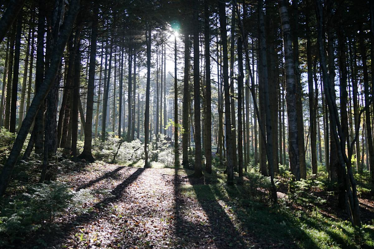 Srednjovjekovno blago u šumi. Bio skriven samo 20 cm ispod zemlje