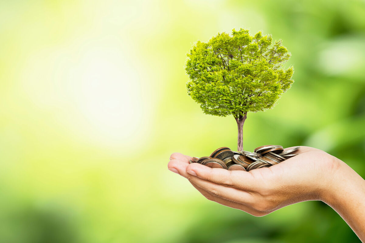 Jadeit Wood: Kako ga aktivirati s jednim sastojkom i probuditi njegovu moć da privuče obilje