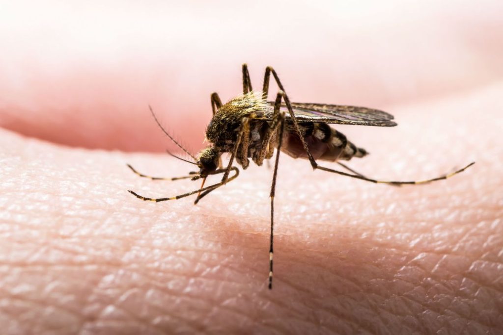 Kako se riješiti komaraca na terasi – jednostavni kućni lijekovi mogu pomoći