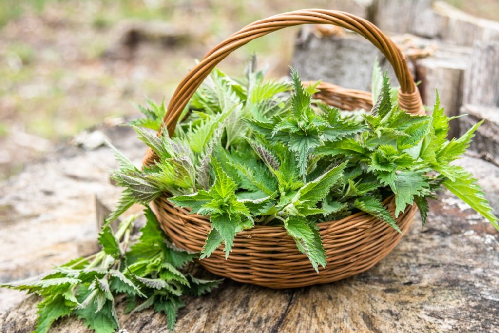 Gnojivo iz Žihľava, idealno na karnevalu Rastlin u Záhradi: Ovo je recept