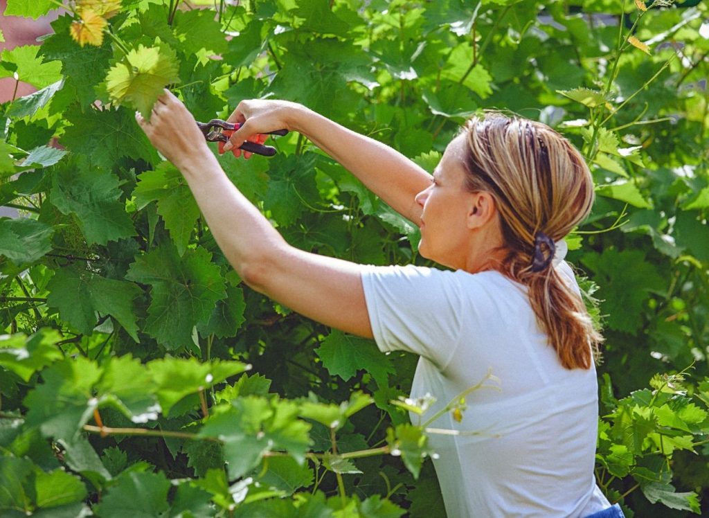 Ljetno obrezivanje vinove loze. Oživljavat ćete grm i podržati plodnost.