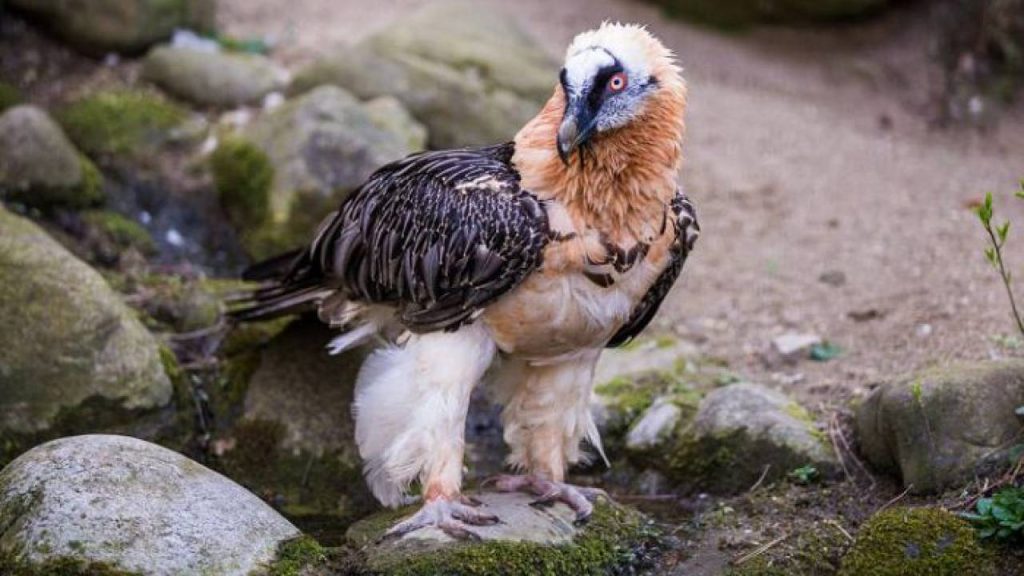 Senzacionalni događaj u španjolskoj zoologiji: Nakon 100 godina rođeno je dijete ove zaštićene životinje.