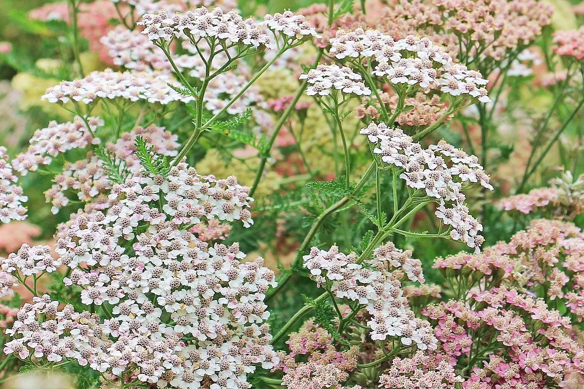 Yarrow: sada je najučinkovitiji - i gotovo nitko ne zna koliko je svestrano