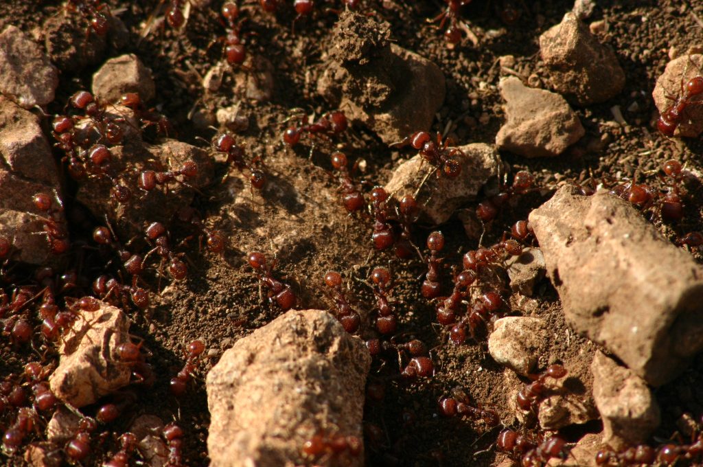 Ulijte ga u Anthill. Brzo ćete zaboraviti neželjene goste.