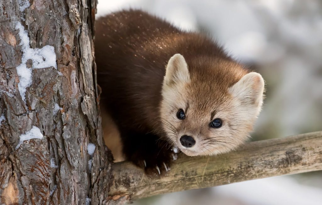 Nekoliko kapi će obaviti svoj posao. Marten se neće ni približiti.