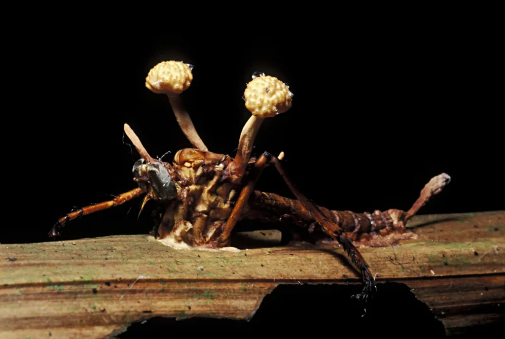 Prapovijesni zombiji: Amber je sačuvala prve žrtve gljiva Ophiocordyceps prije 130 milijuna godina