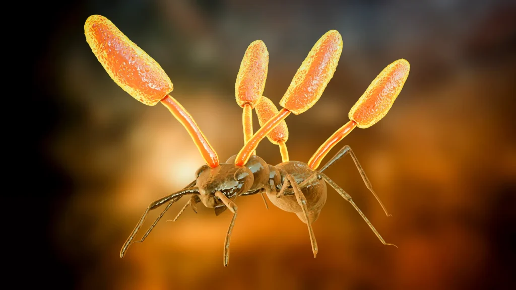 Prapovijesni zombiji: Amber je sačuvala prve žrtve gljiva Ophiocordyceps prije 130 milijuna godina