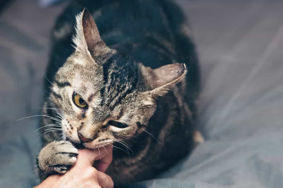 Što mačka neprestano grizu svog vlasnika, prema stručnjacima