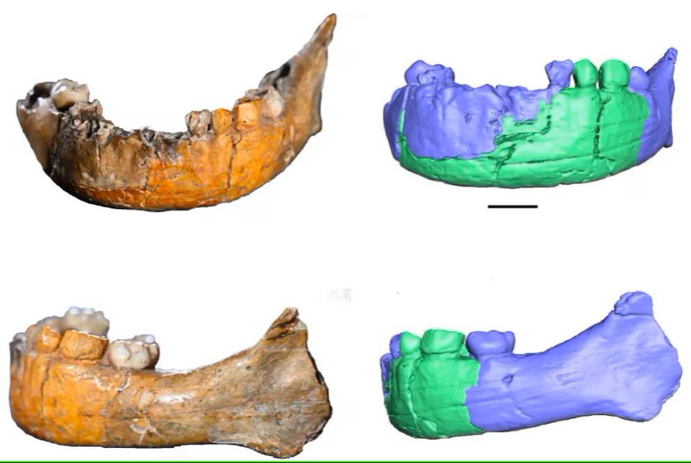 Drevna lubanja pronađena u Izraelu ponovno otvara tajne suživota Homo sapiensa i neandertalaca.