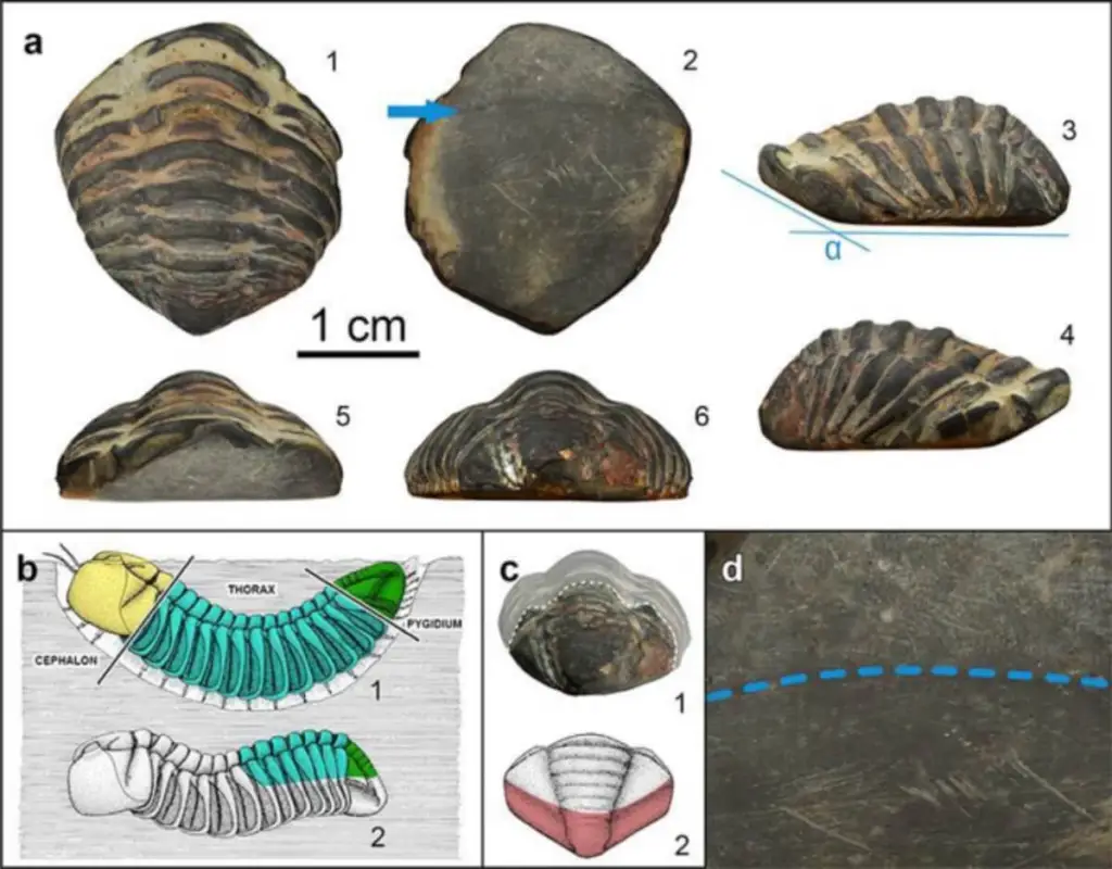 Arheologia je bila zastupljena 450 milijuna godina starog trilobita, koji je koristio amulet u Rínská Raíš: pronašao ga je u kopnenom otpadu u luksuznoj kupoli u Galviji