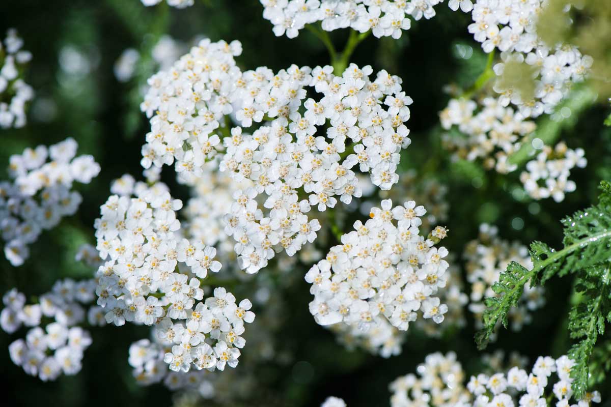 Yarrow: sada je najučinkovitiji - i gotovo nitko ne zna koliko je svestrano