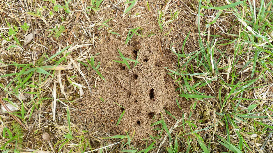 Ulijte ga u Anthill. Brzo ćete zaboraviti neželjene goste.