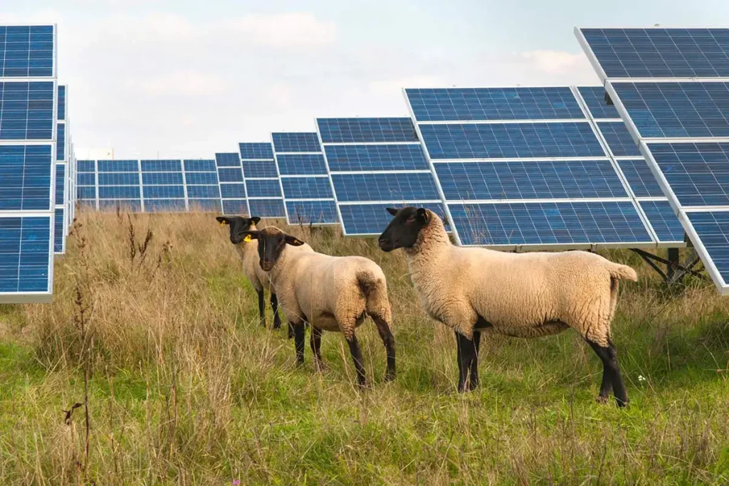 1700 ovaca smješteno je među solarnim panelima, a znanstvenici su zbunjeni neočekivanim ponašanjem životinja.