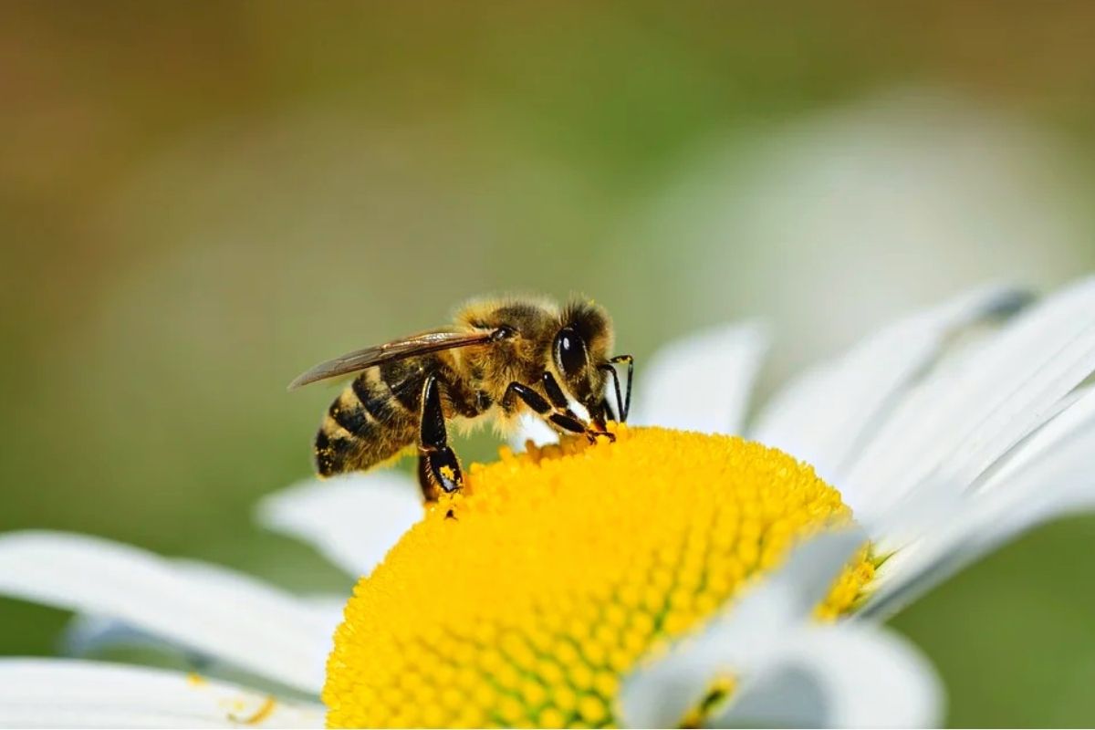 Što učiniti s osom, pčelama i drugim insektima u stanu? Ove će vam metode pomoći - bez upotrebe nasilja