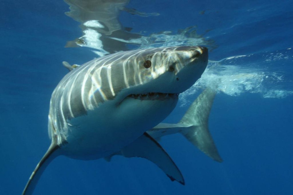 Snimili su “čudovište” iz filma “Jaws”. Osjećaj uz obalu Crne Gore