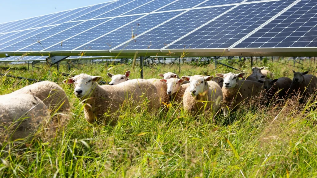 1700 ovaca smješteno je među solarnim panelima, a znanstvenici su zbunjeni neočekivanim ponašanjem životinja.