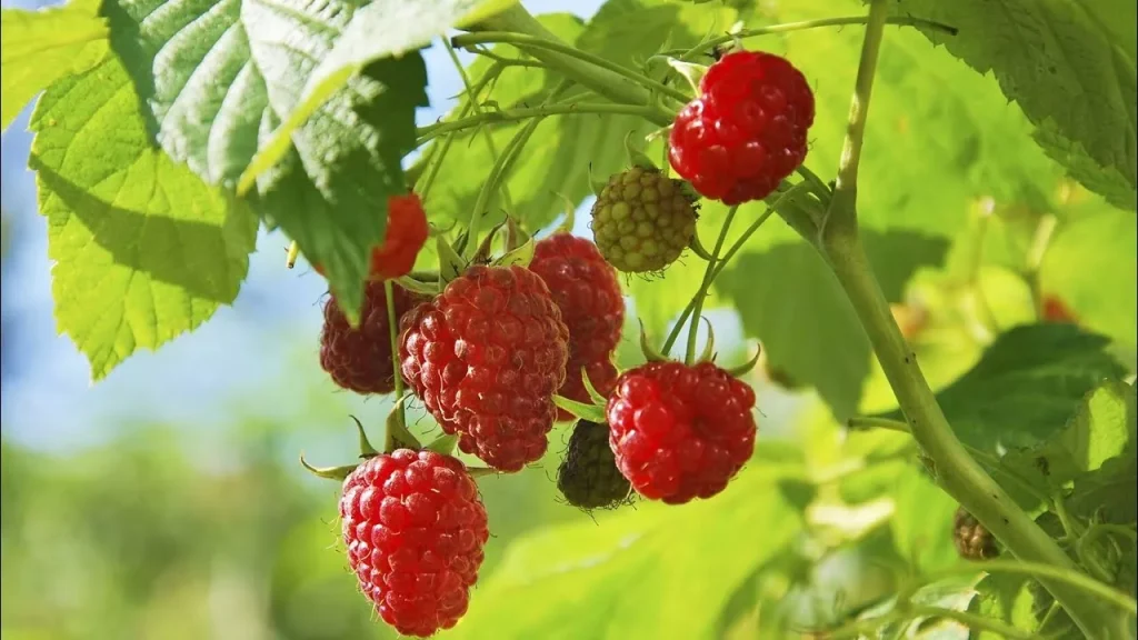 Nakon što jedete desert, izbacite ga blizu grmlja maline i oni će pokriti plodove. To je prava prehrambena bomba.