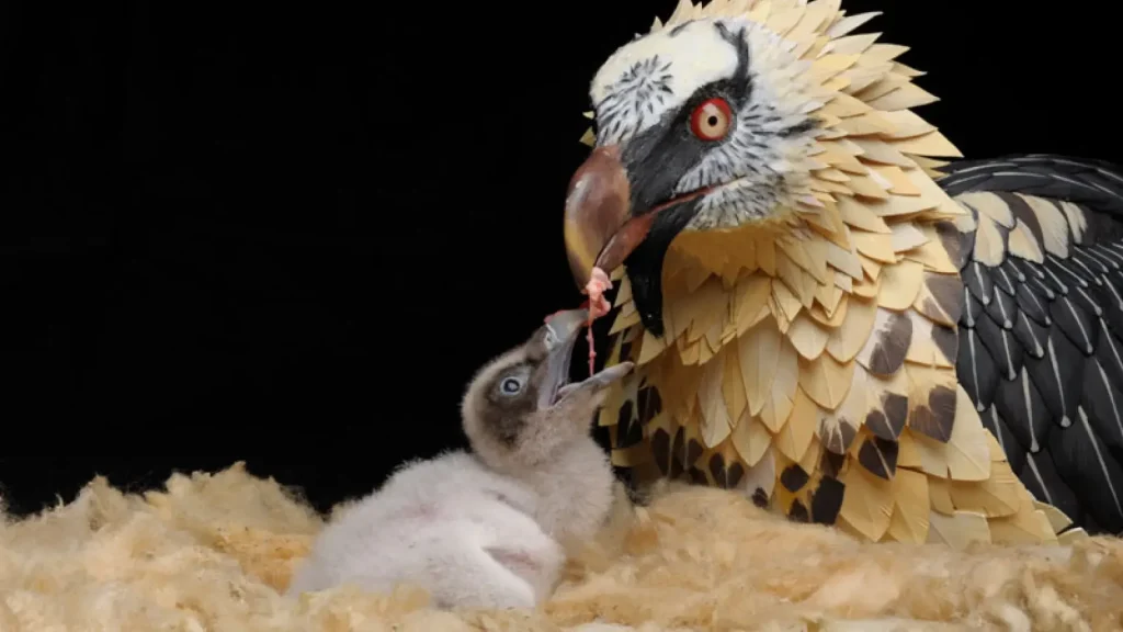 Senzacionalni događaj u španjolskoj zoologiji: Nakon 100 godina rođeno je dijete ove zaštićene životinje.