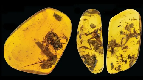 Prapovijesni zombiji: Amber je sačuvala prve žrtve gljiva Ophiocordyceps prije 130 milijuna godina