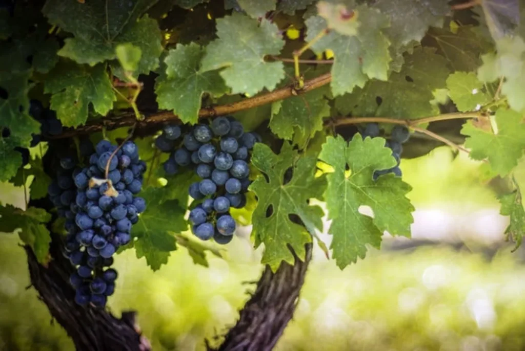 Ljetno obrezivanje vinove loze. Oživljavat ćete grm i podržati plodnost.