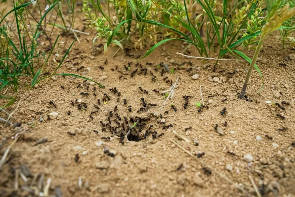 Ulijte ga u Anthill. Brzo ćete zaboraviti neželjene goste.