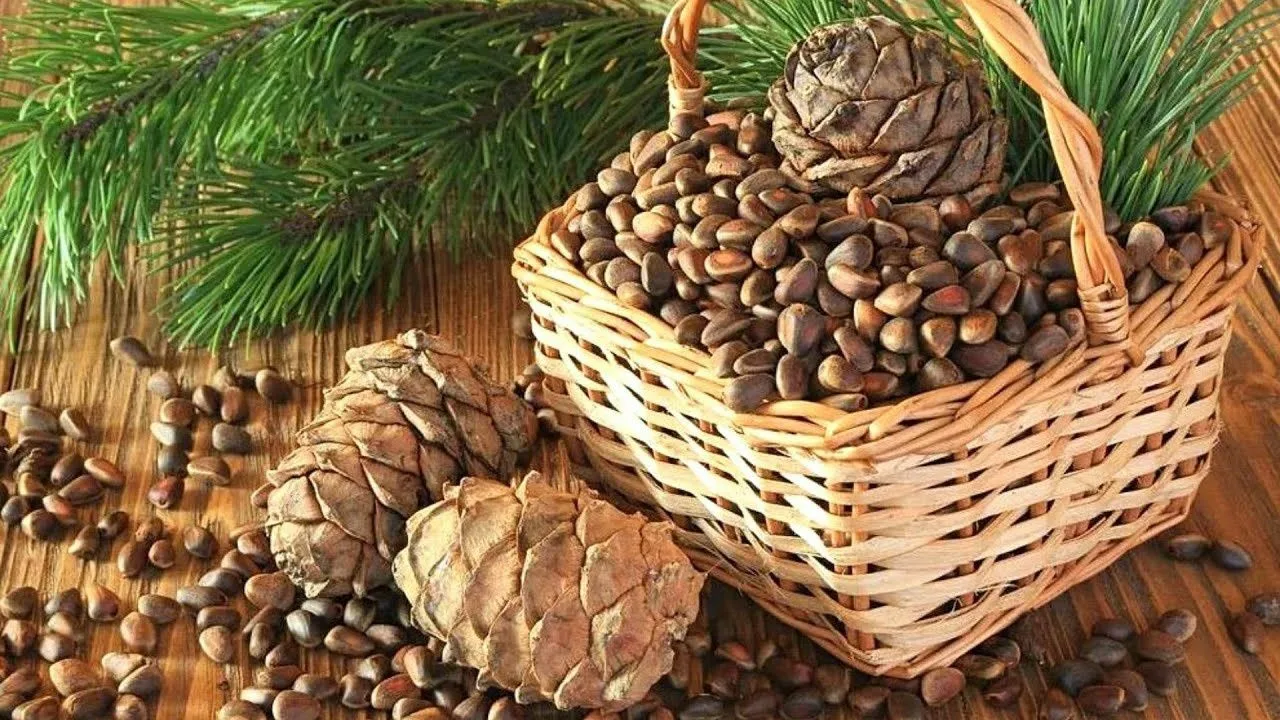 Oni smanjuju apetit i promiču moždanu aktivnost. Česi gotovo ne jedu