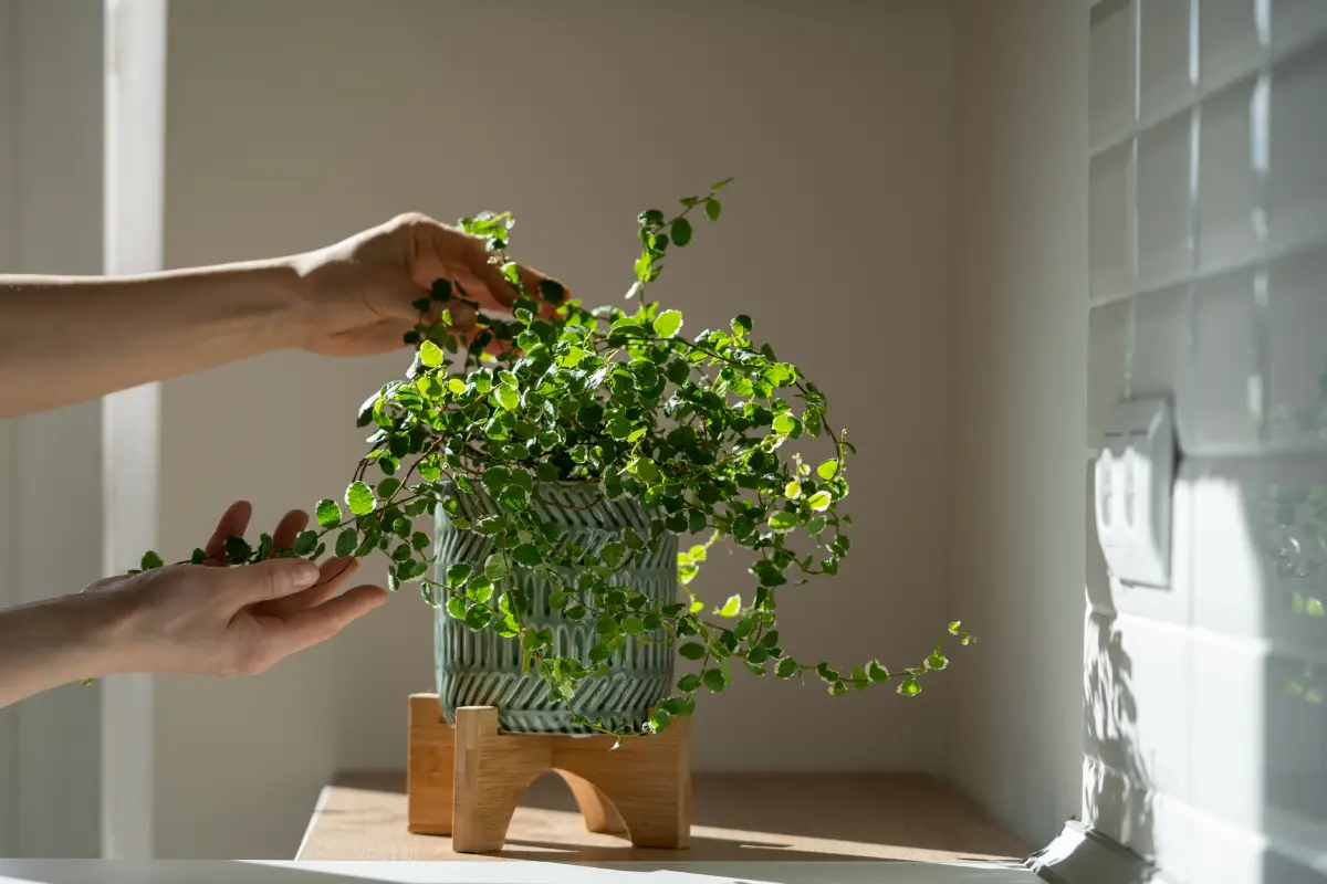 Imate li previše biljaka kod kuće? Feng Shui stručnjak upozorava kako mogu utjecati na vaš svakodnevni život.