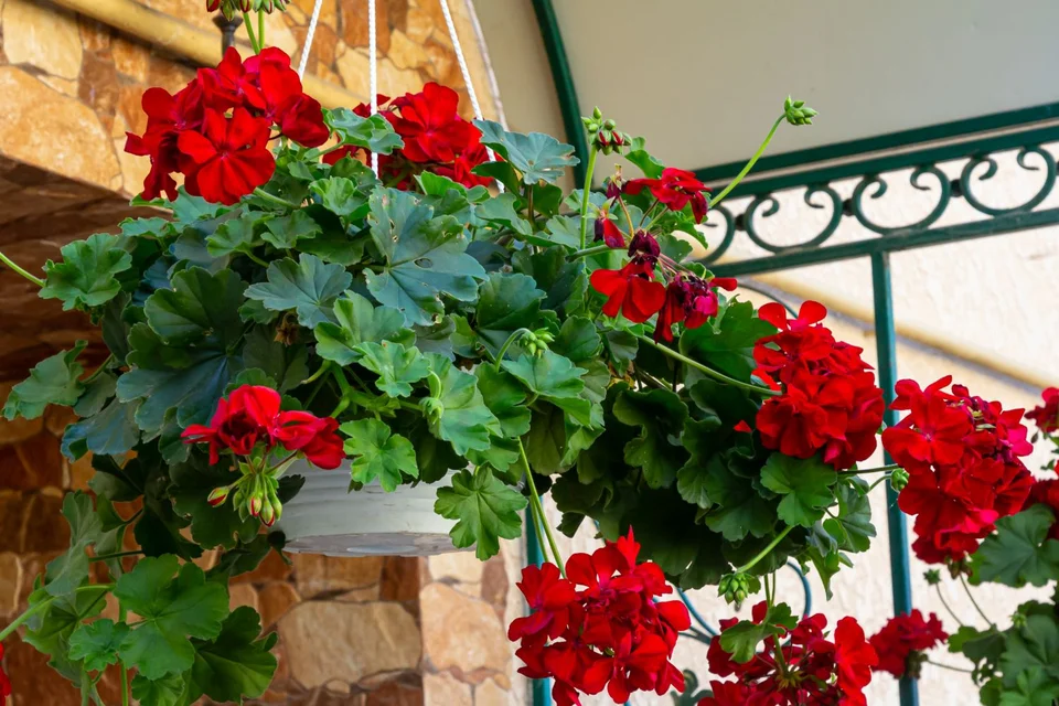 5 rastlín, koji se nalazi preko mesa Slnkom i u isto vrijeme Zábia Záhrada i Balcon