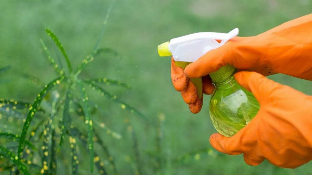 Ni insekti ni mydlo: Miracle Prostyedok u Uništavanju i Parasitovu na vašem rastlinu