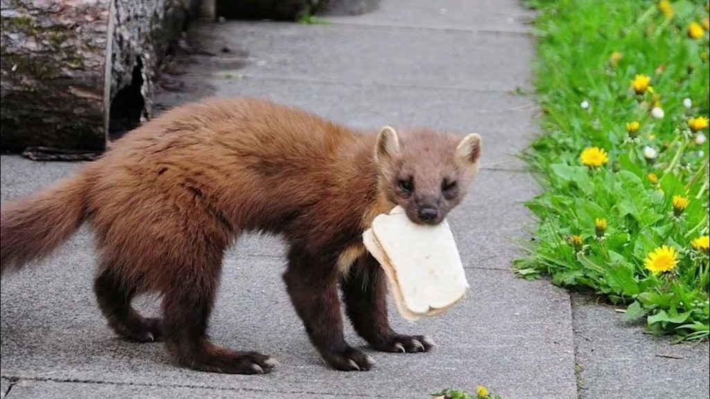 Nekoliko kapi će obaviti svoj posao. Marten se neće ni približiti.