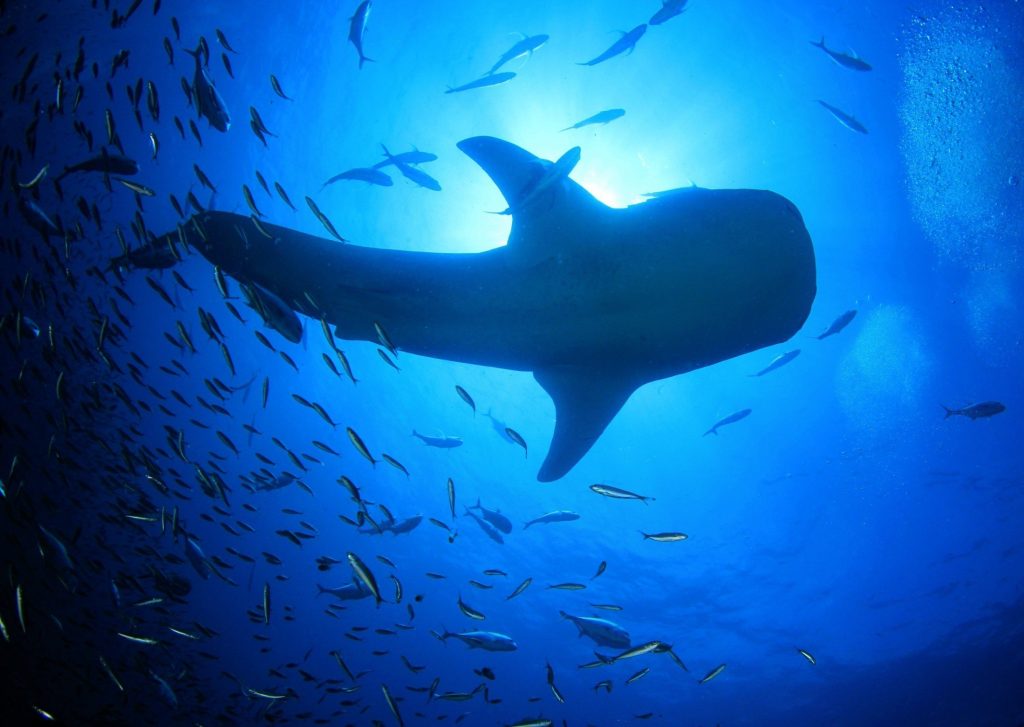 Oceanske vode mijenjaju boju i guraju morski život na stupove